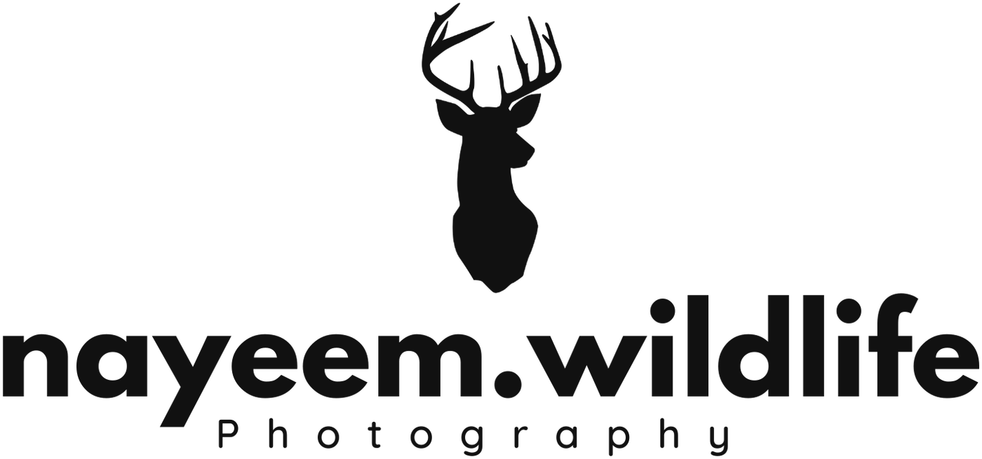 Nayeem Wildlife